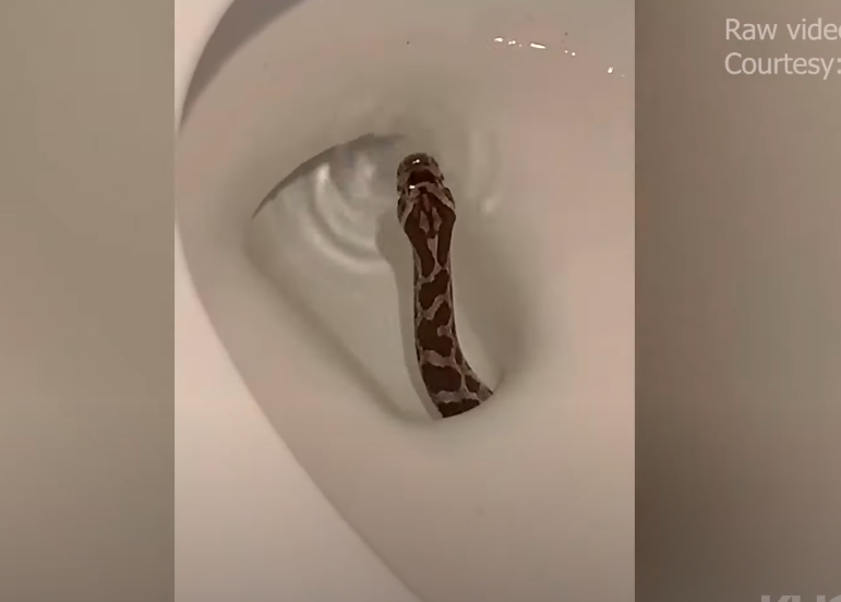 Čovjek u Grazu sjeo na WC pa ga piton ugrizao za penis!