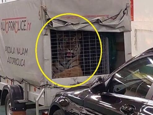 Na Jadrolinijinom trajektu prevozili tigra 