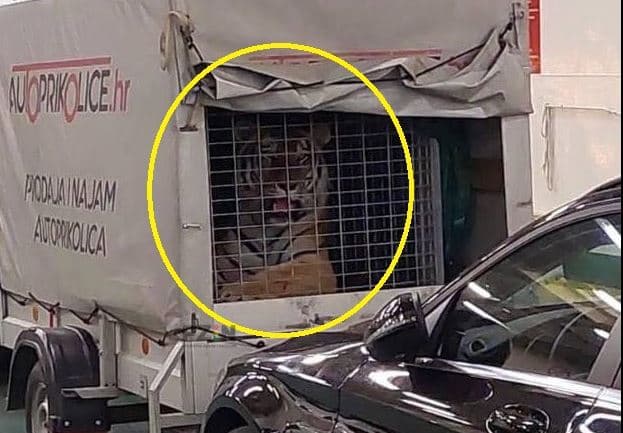 Inspektorat istražuje slučaj tigra na trajektu: Pojavile se dvije verzije priče