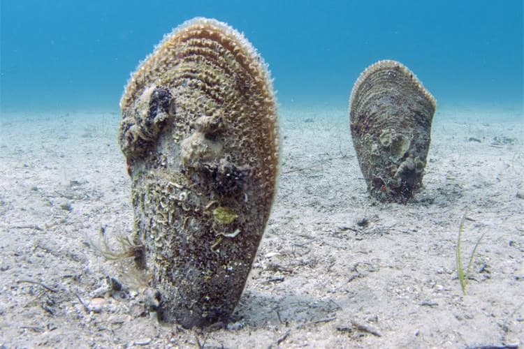Smrtonosna zaraza zahvatila plemenite periske u Mediteranu. Ako ih opazite žive, dojavite lokaciju 