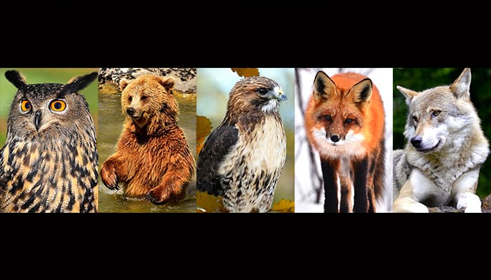 Koja vas od ovih 5 životinja najviše fascinira? Odgovor otkriva puno o vama