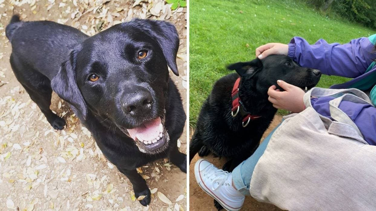 Izašao na spoj i saznao da je djevojka bila vlasnica njegovog labrador