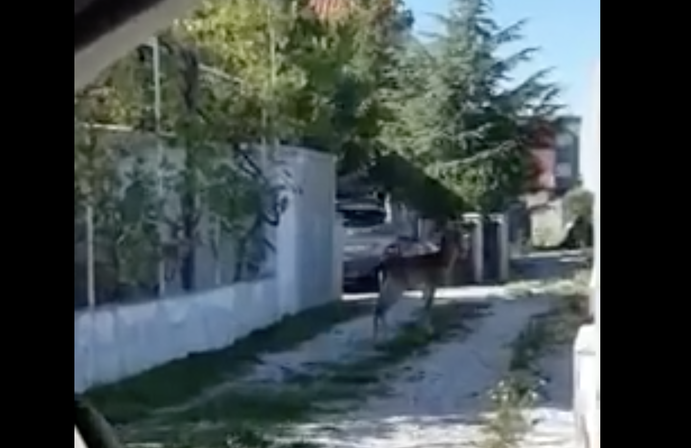 Ovo nije šala! Jelen prošetao Jadrijom: ‘Izgledao je izbezumljeno’