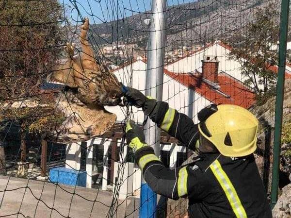 Vatrogasci na teniskom terenu spašavali sovu: 'Ovo je predivno!'