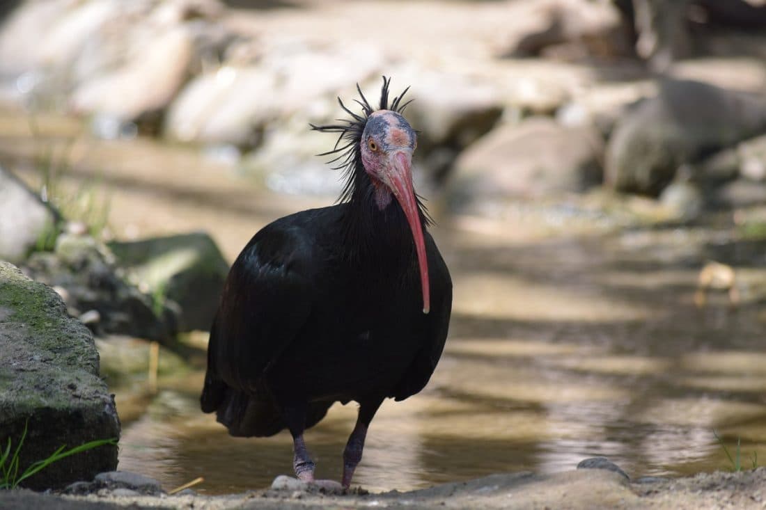 Ćelavi ibis ovaj put svratio do Paklenice, u cijelom svijetu ih je nekoliko stotina jedinki