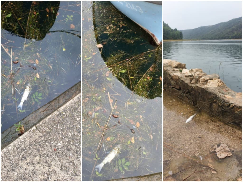 Udruga Titius Lozovac reagirala na demanti NP Krka: 'Kakav nas to tek pomor riba čeka u zimskim mjesecima?' 