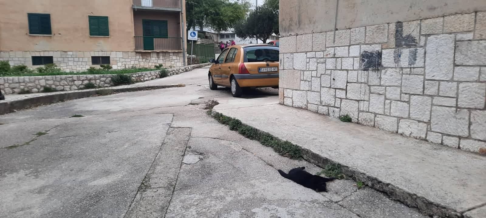 Na Baldekinu pronađene otrovane mačke: 'Bile su zdrave i kastrirane, ne znam kome su mogle smetati, zvali smo policiju'