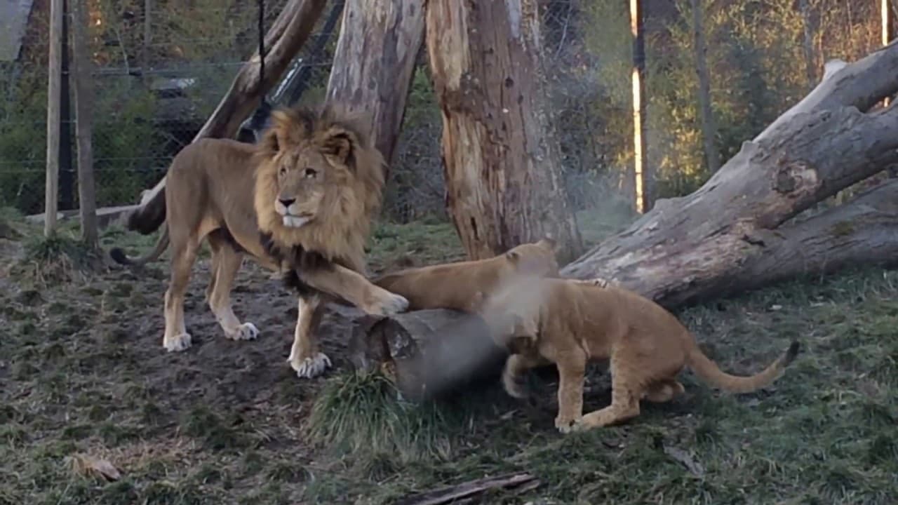 U zagrebačkom ZOO-u prvi put korona, zaraženi su lavovi 