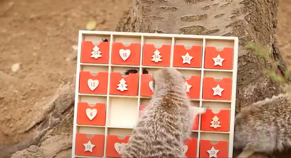 Mali merkati u zoološkom vrtu otvorili čitav adventski kalendar i pojeli sve cvrčke, svoje omiljene slastice