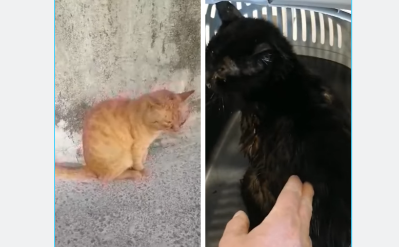 Netko je u Šibeniku bacio crnog mačka u more, promrzlog ga je izvukao prolaznik. Skuplja se pomoć i za žutu macu slomljene šape