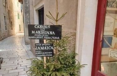 Ova šibenska ‘marihuana ili canabis, truba ili trava’ koja izgleda kao jelka nasmijala je internet