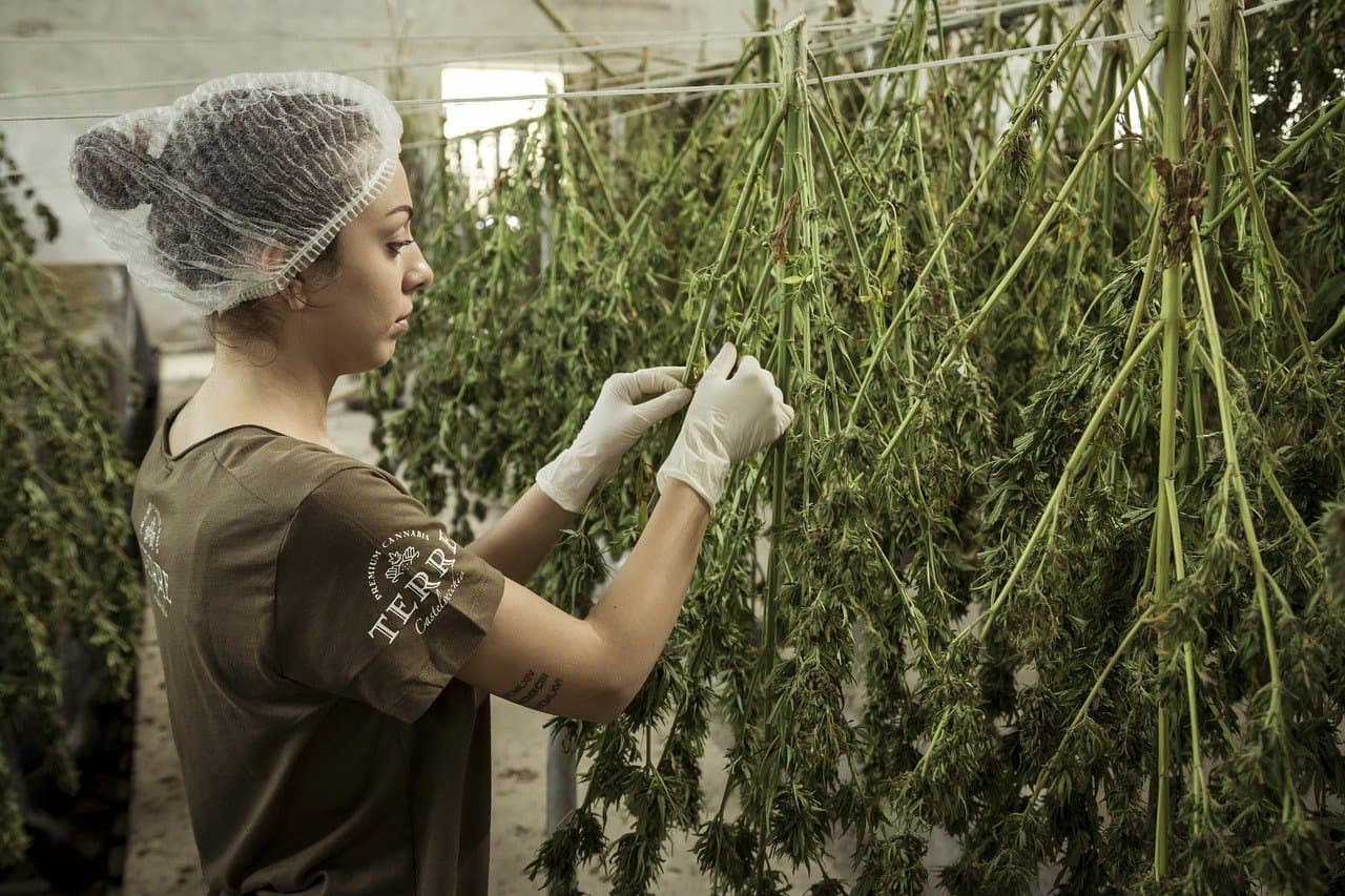 Zastupnički dom SAD-a podržao legalizaciju marihuane, prolazak u Senatu upitan