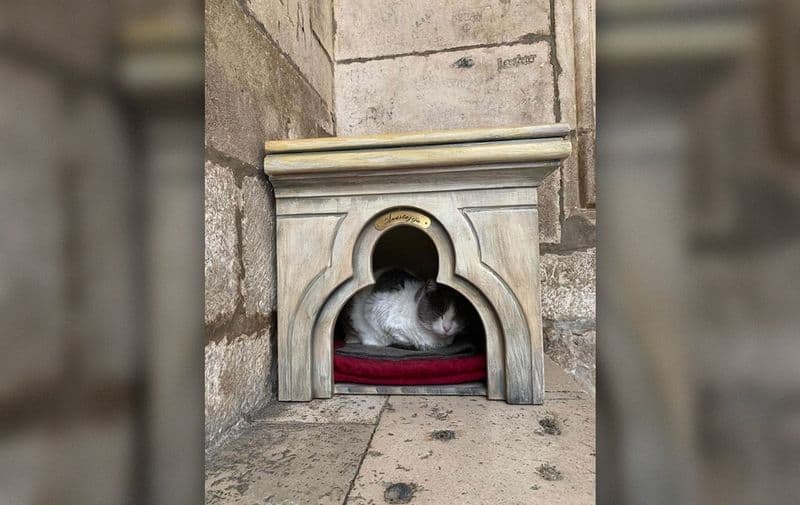 Dubrovčani pokrenuli peticiju za vraćanje kućice mački Anastaziji 