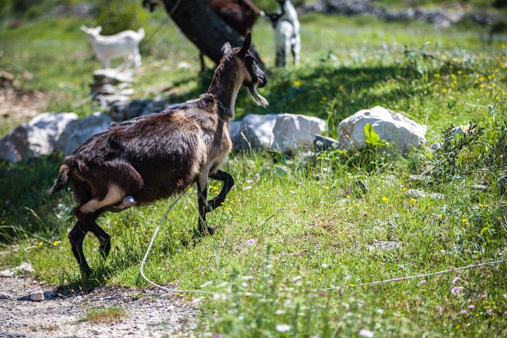 U Kistanjama čopor vukova uletio u stado koza i napao pastira koji se jedva spasio