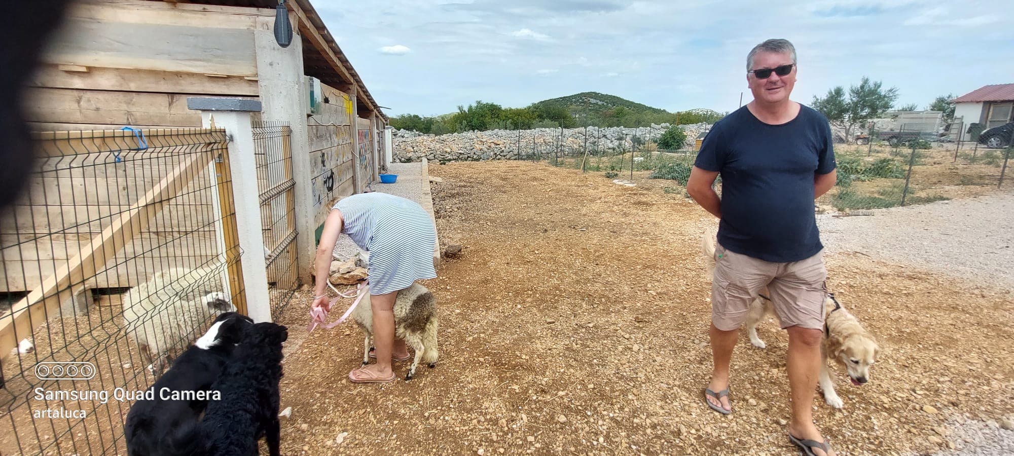 U Šibeniku spašen jedan janjeći život: 'To je poklon za bivšu janjocidnu osobu koja je danas janjofil'
