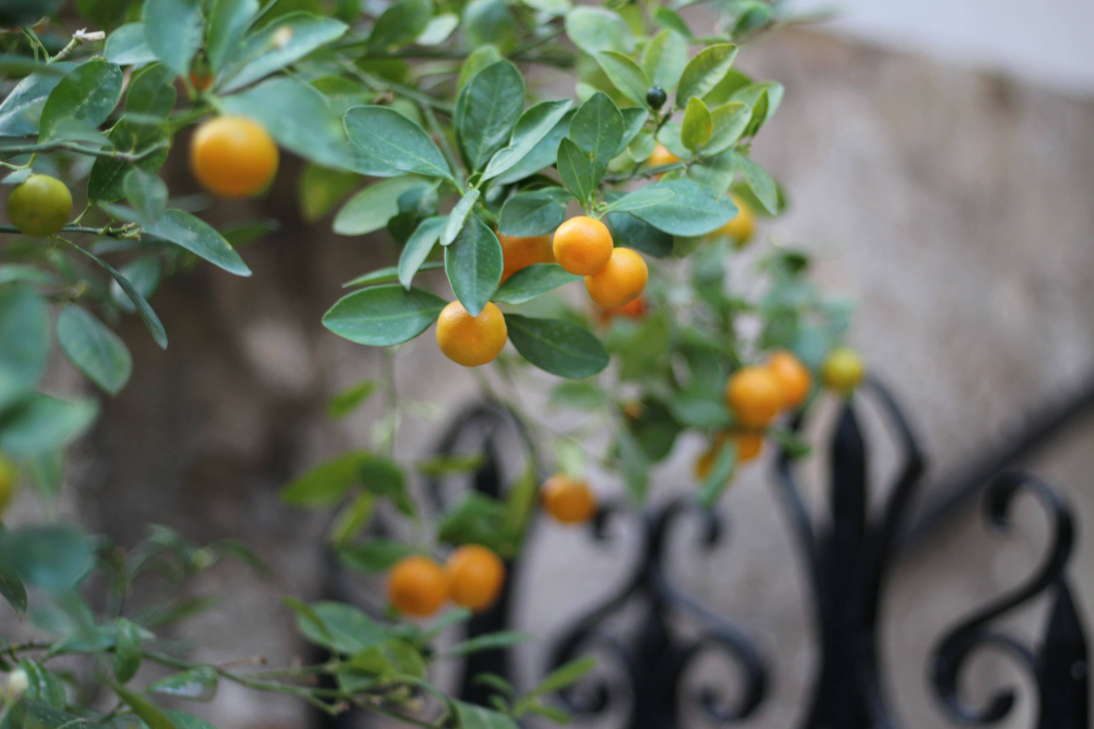 Iskoristite sezonu mandarina: Čuvaju srce, jačaju imunitet..