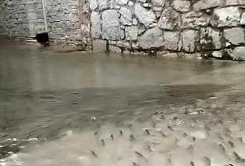 Vesela strana poplava po županiji: Jato ribica na ulicama Murtera