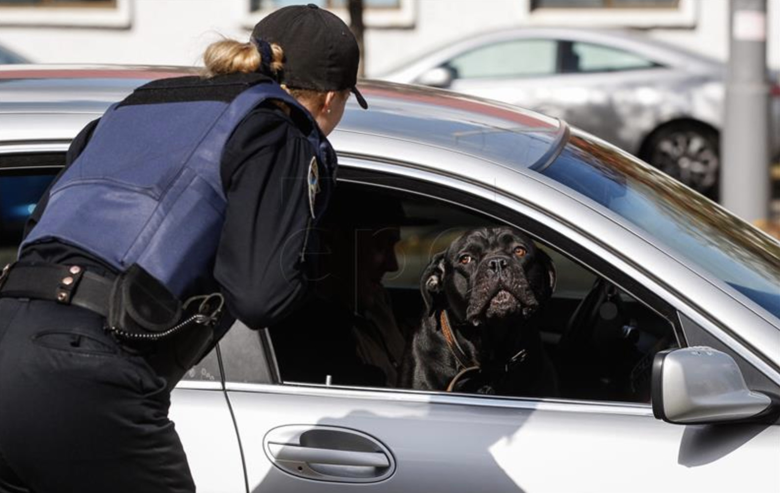 Pijani vozač u Coloradu policiju uvjeavao da je pas vozio automobil