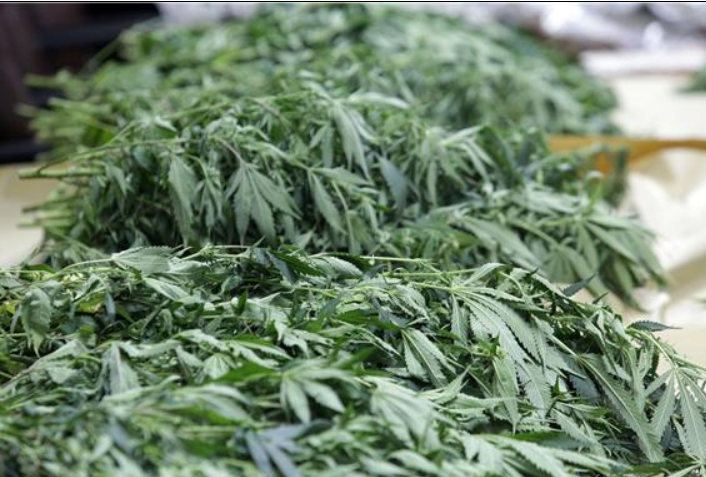 U Velikoj Gorici otkriven laboratorij sa 261 stabljikom i 11 kilograma marihuane 