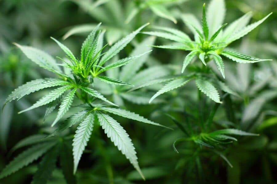 Njemačka podržala legalizaciju kanabisa po uzoru na svjetski trend 