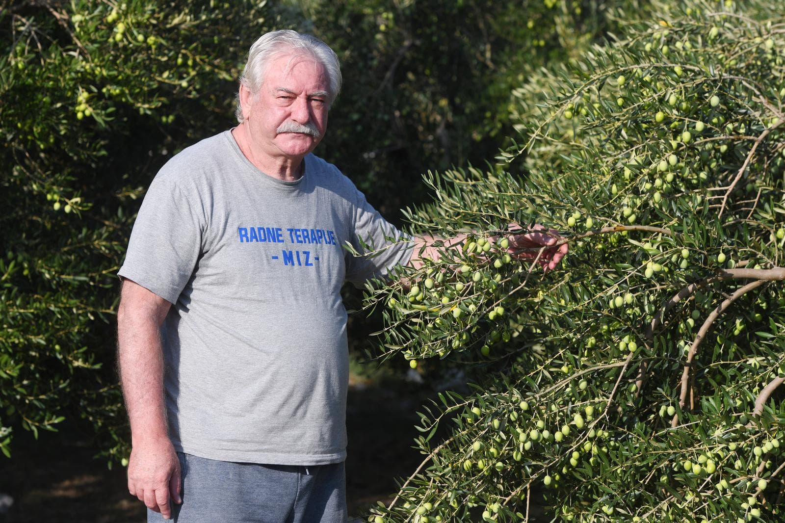 Udruga branitelja počela s branjem maslina u Pirovcu: 'Možemo biti za primjer drugima'