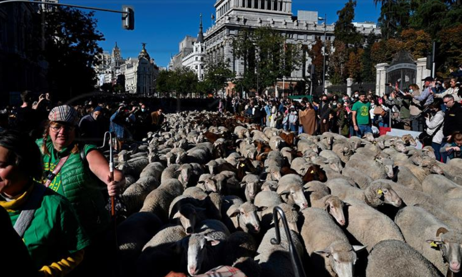 Stada ovaca u pratnji pastira tradicionalno preplavila madridske ulice