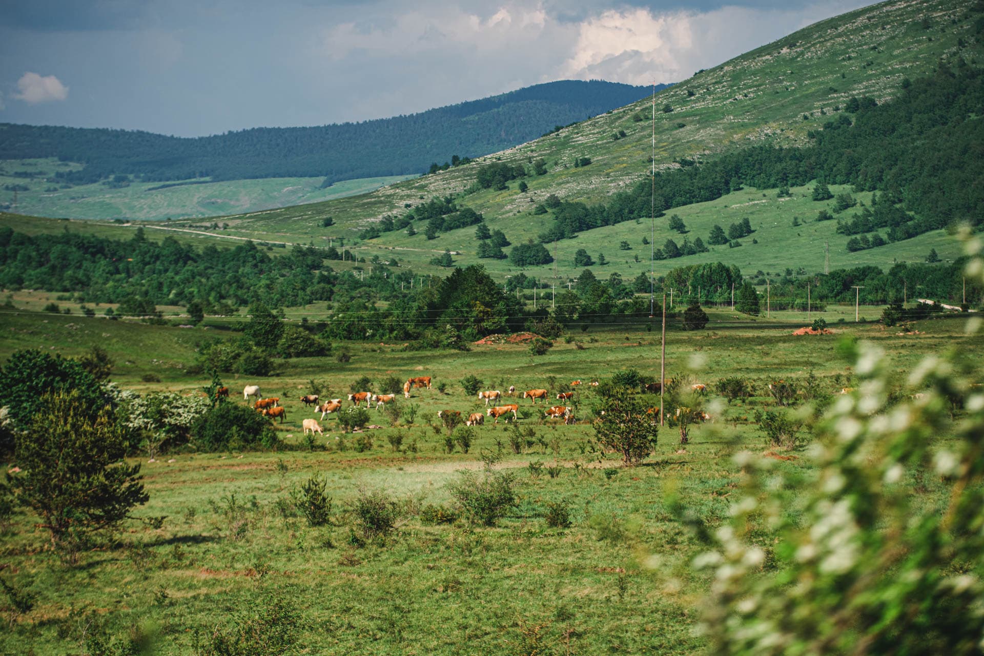 Francuski sud ozakonio pravo krava na mukanje