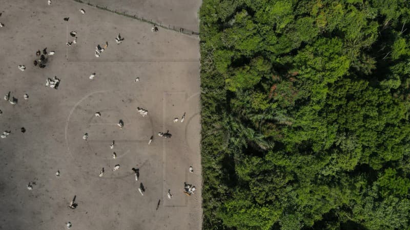 Globalno zagrijavanje, deforestacija i požari mogli bi ubrzati propast Amazonije