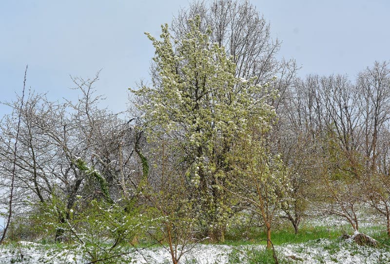 Zabijelio se sjever Hrvatske, a osim snijega drastično pala i temperatura