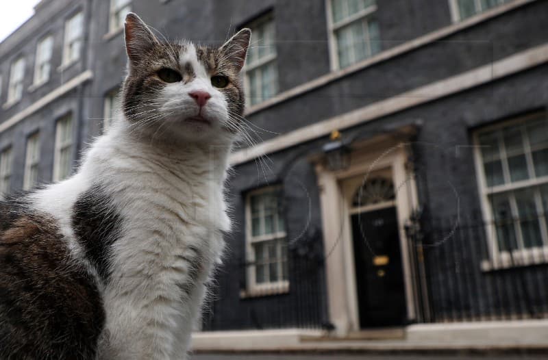 Mačak Larry iz Downing Streeta dočekao svog šestog premijera