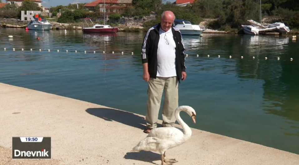 Spasio ozlijeđenog labuda na Jadriji: 'Uvukao mi se pod kožu i nisam ga više mogao napustiti'