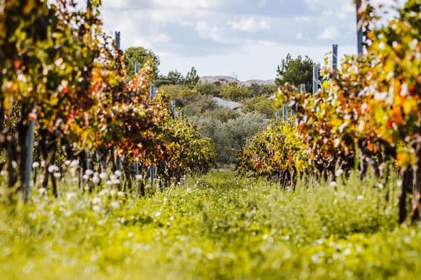 Loša godina za vinare: Urod 20 posto manji