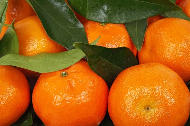 Kisela mandarina ili slatka klementina: Znate li koje su još razlike između ove dvije voćke?