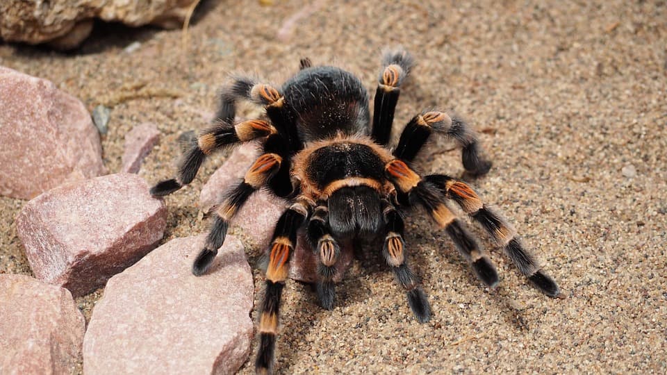 Vezao za sebe 320 tarantula, 110 stonoga i devet mrava pa išao preko granice