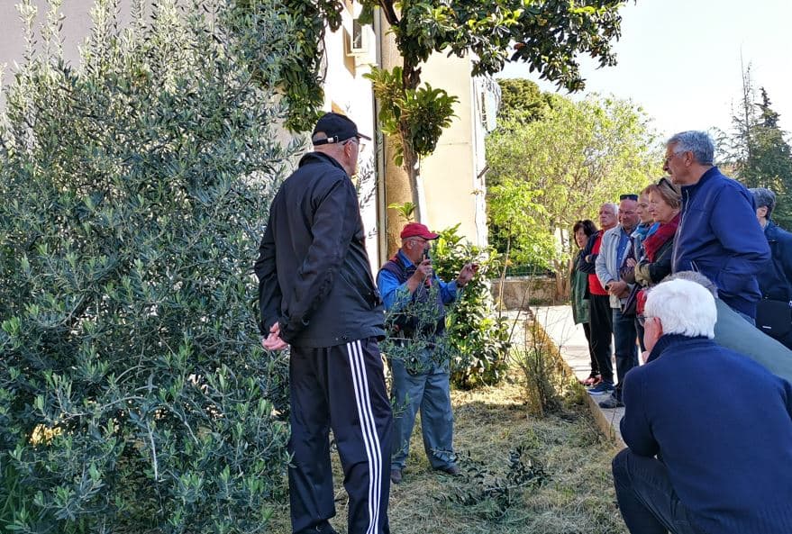 Ove subote ispred Radio Ritma prezentacija rezidbe masline