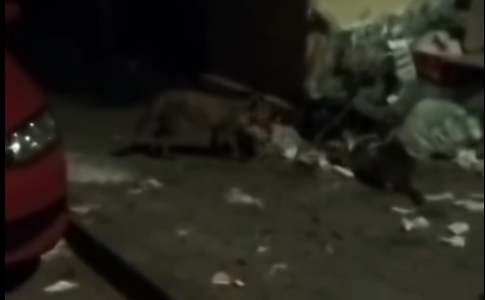 VIDEO Lija opet prošetala šibenskim ulicama