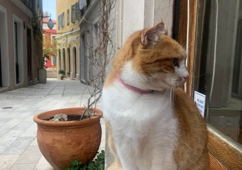 Maca Brigite zaštitno je lice Male lože, a od jučer joj se gubi trag