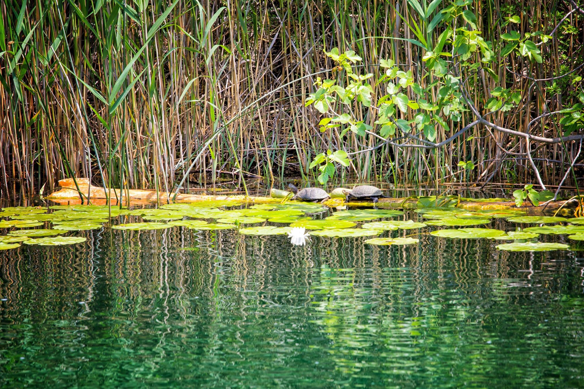 NP_KRKA_WEB - 1184