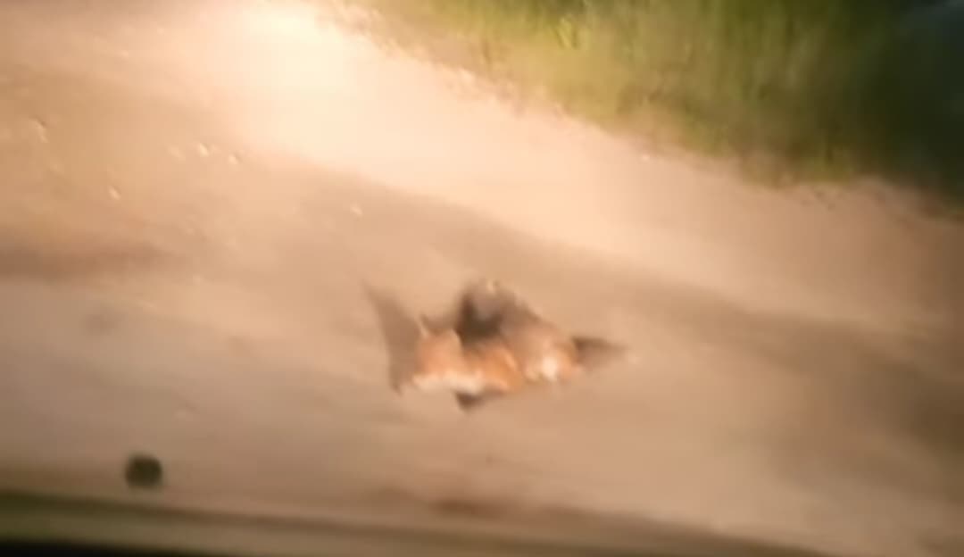 Plaha lisica prošetala Jadrijom: Noćna gošća u šibenskoj gradskoj plaži