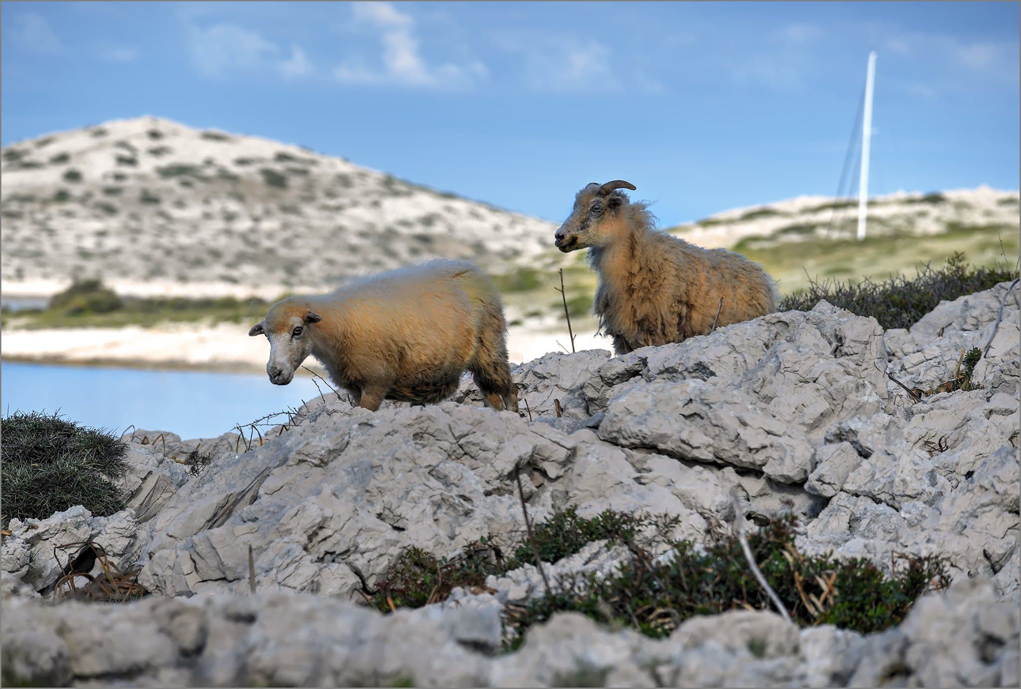 Čagljevi siju strah na Kornatima, Jakov Šikić izgubio skoro 170 ovaca