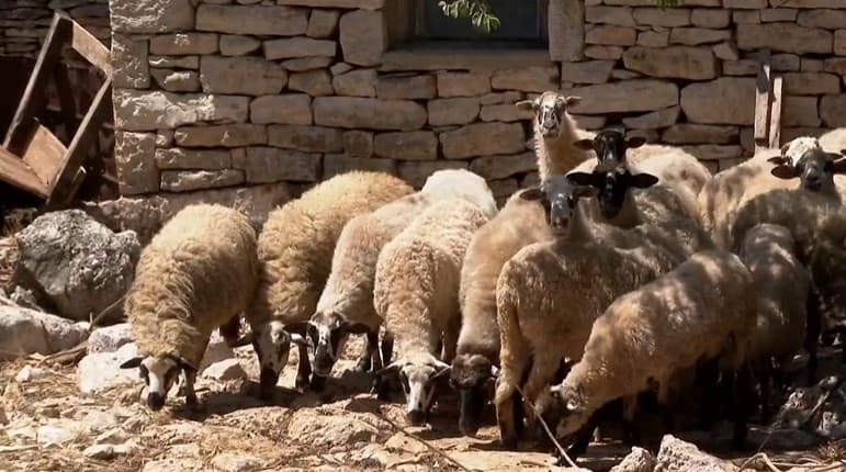 Vukovi u Kistanjama ubijaju ovce i napadaju ljude: 'Zaklao je janje na bijednih 20 metara od mene' 