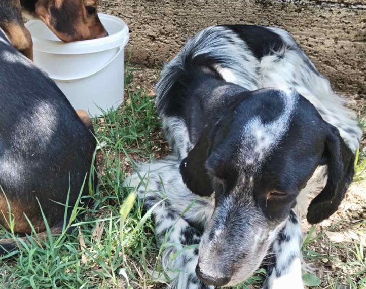 Na izmaku snage dovela je svoje štene do ljudi, borila se, ali nije izdržala: 'Štene ima šansu, ali treba nam vaša pomoć'