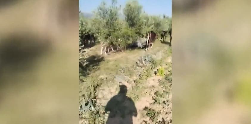 Raspuštena stoka terorizira okolicu Drniša, uništavaju dvorišta, napale i ljude: 'Dokle više?!'